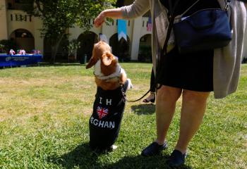 A dog wears a Meghan Markle shirt at Immaculate Heart High School in Los Angeles May 15 during a celebration for her upcoming marriage to Prince Harry. Markle is an alumna of the school. (CNS photo/Mike Blake, Reuters) 