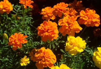 Marigolds, planted and cared for by Monsignor Wargo and a few parishioners, bloom with vibrant colors on the parish grounds. 