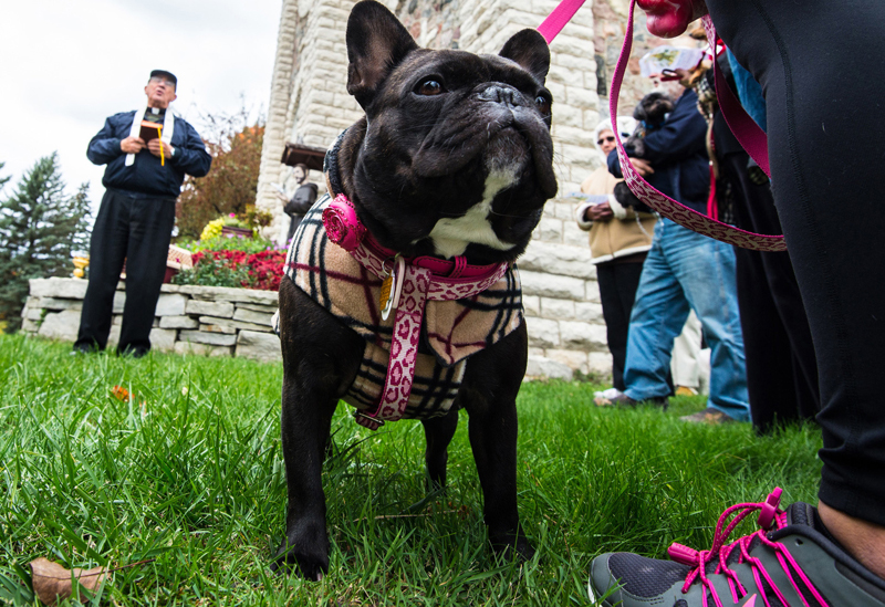 Pet blessing (CNS photo)